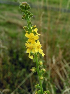 1200px-agrimonia_eupatoria01.jpg